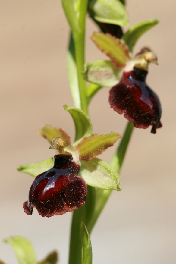 Ophrys garganica , O. incubacea e...